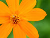 Bug on Flower