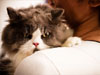 Angry Cat